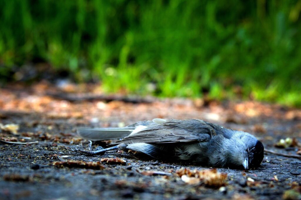 mysteries of bird death
